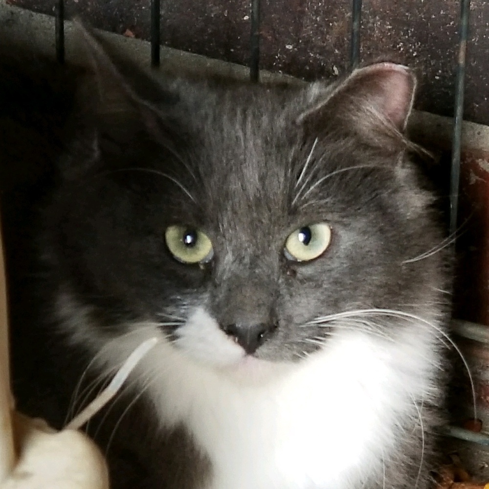 Meet your Posher, Cat